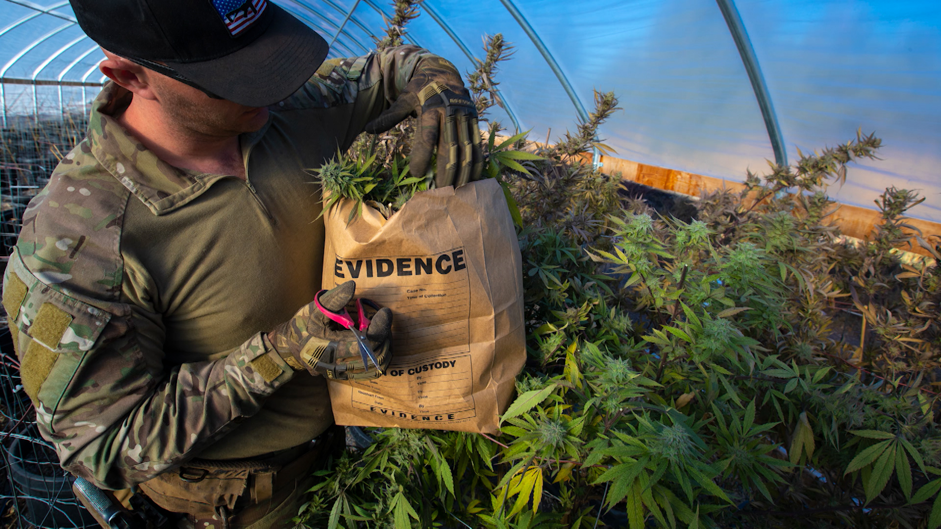 A man dressed in military dress is confiscating marijuana plants as evidence.